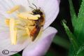 Andrena labiata (cfr.)